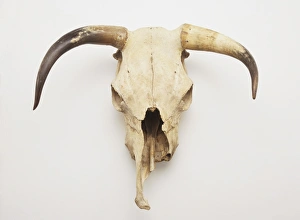 <b class=qtipBold><figcaption>Skull of longhorn</figcaption></b><br><em>© Dorling Kindersley/UIG</em> Skull of longhorn