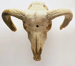 Three skulls, from left to right, Domestic Cat, Battering Ram and Flamingo Three skulls, from left to right, Domestic Cat, Battering Ram and Flamingo