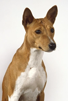 A slender basenji with tall pricked-up ears, a brown head and shoulders A slender basenji with tall pricked-up ears, a brown head and shoulders