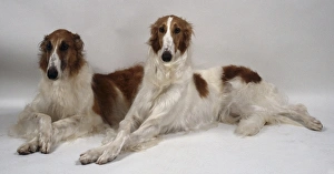 Two slender long-haired brown and white Borzoi dogs lie side-by-side with their paws Two slender long-haired brown and white Borzoi dogs lie side-by-side with their paws