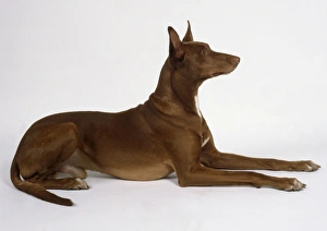 A slender Pharaoh hound with a short brown coat and pricked-up ears lies on the floor A slender Pharaoh hound with a short brown coat and pricked-up ears lies on the floor