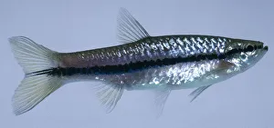 Slender rasbora: a silver plump fish with a long dark horizontal line across it Slender rasbora: a silver plump fish with a long dark horizontal line across it