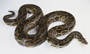 Slithering Burmese Python (Python molurus), view from above Slithering Burmese Python (Python molurus), view from above