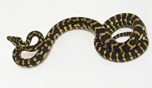 Slithering Carpet Python (Morelia spilota) with coiled tail, view from above Slithering Carpet Python (Morelia spilota) with coiled tail, view from above