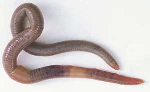 Segmented Worm Gallery: Slithering Earthworm (Annelida), close up
