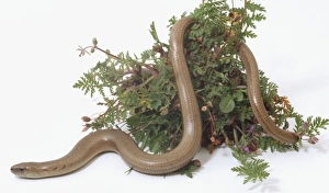 Slow Worm, tough scaled skin, long thin body, slithering in flowers Slow Worm, tough scaled skin, long thin body, slithering in flowers