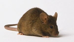 Small brown Mouse (Mus sp.), side view Small brown Mouse (Mus sp.), side view