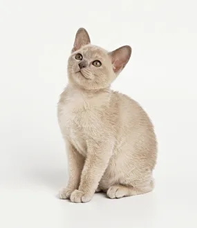 A small cream kitten gazes upwards