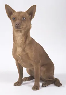 A small sitting Portuguese Podengo dog with a short brown coat and large triangular ears A small sitting Portuguese Podengo dog with a short brown coat and large triangular ears
