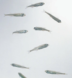 Smelt (Osmeridae), group of small fish Smelt (Osmeridae), group of small fish