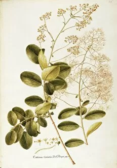 Smoke Bush or Smoke Tree (Cotinus coggygria), Anacardiaceae, deciduous shrub spontaneous in Italy, watercolor, 1765
