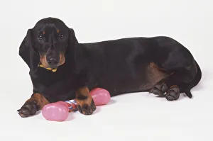 Smooth-coated, black Dachshund (Canis familiaris) lying on its side with a dog bone in Smooth-coated, black Dachshund (Canis familiaris) lying on its side with a dog bone in