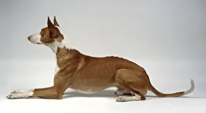 Smooth-haired Ibizan Hound, lying down Smooth-haired Ibizan Hound, lying down
