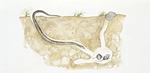 Smooth snake (Coronella austriaca) slithering into cave with two mice, illustration Smooth snake (Coronella austriaca) slithering into cave with two mice, illustration