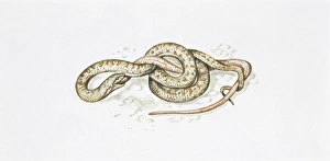 Smooth snake (Coronella austriaca) eating another snake, illustration