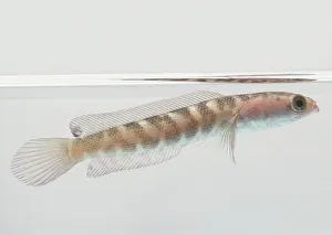 Snakehead: a pink fish with grey marks and a large eye on a narrow head Snakehead: a pink fish with grey marks and a large eye on a narrow head