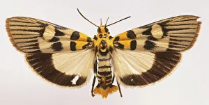 <b class=qtipBold><figcaption>Snout moths, close up</figcaption></b><br><em>© Dorling Kindersley/UIG</em> Snout moths, close up