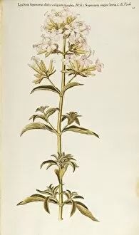 Soapwort Gallery: Soapwort or Bouncing Bet (Saponaria officinalis), Caryophyllaceae, by Francesco Peyrolery