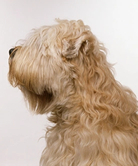 Soft Coated Wheaten Terrier, profile Soft Coated Wheaten Terrier, profile