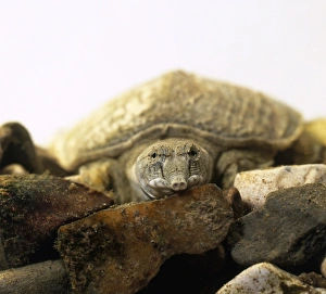 Soft-shelled turtle (Trionychidae) sitting on rocks, front view Soft-shelled turtle (Trionychidae) sitting on rocks, front view