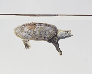 Soft-shelled turtle (Trionychidae) underwater, side view Soft-shelled turtle (Trionychidae) underwater, side view
