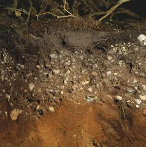 <b class=qtipBold><figcaption>Soil in acidic heathland</figcaption></b><br>Soil in acidic heathland.<br><em>© Dorling Kindersley/UIG</em> Soil in acidic heathland