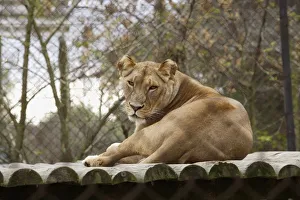 South Africa, Cape Town, Tygerberg Zoo, female lion, looking at camera South Africa, Cape Town, Tygerberg Zoo, female lion, looking at camera