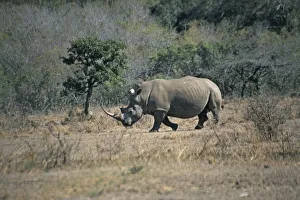 South Africa, Hluhluwe Umfolozi Park, a male White Rhinoceros (Ceratotherium simum South Africa, Hluhluwe Umfolozi Park, a male White Rhinoceros (Ceratotherium simum