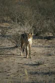 South Africa, Kalahari Gemsbok National Park, Black-backed jackal (Canis mesomelas) South Africa, Kalahari Gemsbok National Park, Black-backed jackal (Canis mesomelas)