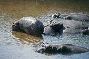 South Africa, Kruger National Park, family of hippopotamus (Hippopotamus amphibius South Africa, Kruger National Park, family of hippopotamus (Hippopotamus amphibius