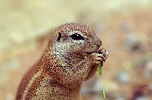 South African Ground Squirrel. Xerus inauris South African Ground Squirrel. Xerus inauris