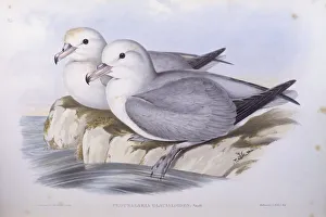 Southern fulmar (Fulmarus glacialoides), Engraving by John Gould Southern fulmar (Fulmarus glacialoides), Engraving by John Gould