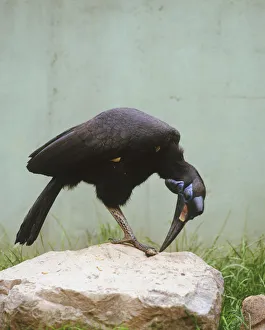 Southern Ground Hornbill, Bucorvus leadbeateri, standing on rock with beak touching claws Southern Ground Hornbill, Bucorvus leadbeateri, standing on rock with beak touching claws
