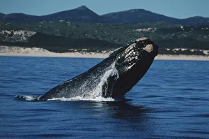 Southern right whale breaching sea with coast in background Southern right whale breaching sea with coast in background
