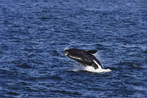 Southern Right Whale breaching the surface of the ocean Southern Right Whale breaching the surface of the ocean