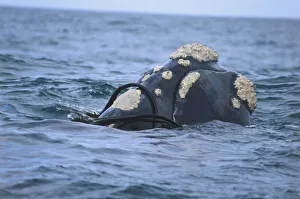 Southern Right Whales Head partially submerged underwater Southern Right Whales Head partially submerged underwater