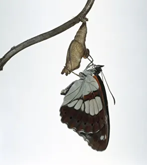 Southern white admiral (Limenitis reducta), butterfly hanging from cocoon Southern white admiral (Limenitis reducta), butterfly hanging from cocoon