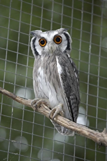Southern White Faced Owl (Ptilopsis granti) perching on branch Southern White Faced Owl (Ptilopsis granti) perching on branch
