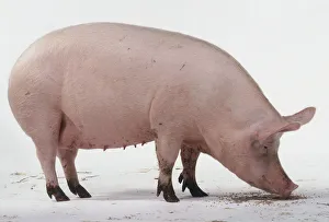 Sow, aged one and a half years, teets on underbelly, pink skin with fine white hairs Sow, aged one and a half years, teets on underbelly, pink skin with fine white hairs