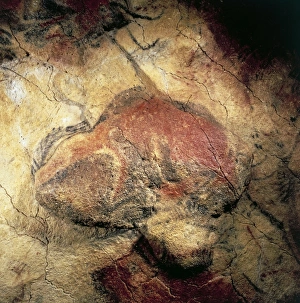 Spain, Cantabria, Altamira Cave, Paleolithic Cave Art, painting depicting a bison Spain, Cantabria, Altamira Cave, Paleolithic Cave Art, painting depicting a bison