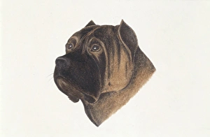 Spanish Bulldog head, illustration
