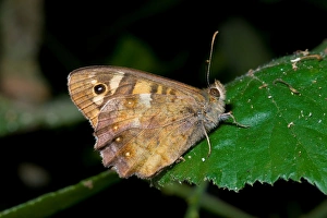 <b class=qtipBold><figcaption>Speckled Wood. Pararge Aegeria</figcaption></b><br><em>© Marka/Universal Images Group</em> Speckled Wood. Pararge Aegeria