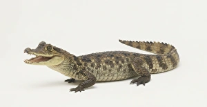 Spectacled Caiman (Caiman crocodilus), side view Spectacled Caiman (Caiman crocodilus), side view