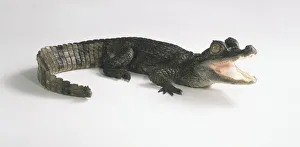 Spectacled Caiman (Caimanus crododilus) with its jaws open, side view Spectacled Caiman (Caimanus crododilus) with its jaws open, side view