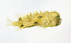 <b class=qtipBold><figcaption>Spiny Boxfish</figcaption></b><br><em>© Dorling Kindersley/UIG</em> Spiny Boxfish