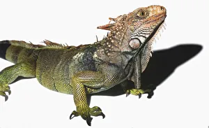 Spiny-tailed Iguana (Ctenosaura similis), close up, side view Spiny-tailed Iguana (Ctenosaura similis), close up, side view