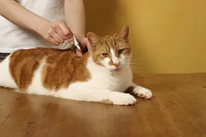 Spot-on treatment against flea and tick infestation applied at the back of a cats neck Spot-on treatment against flea and tick infestation applied at the back of a cats neck