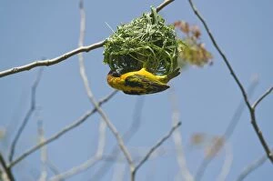 Kisumu Collection: Spotted-backed weaver (Ploceus cucullatus) building nest, Kisumu, Kenya