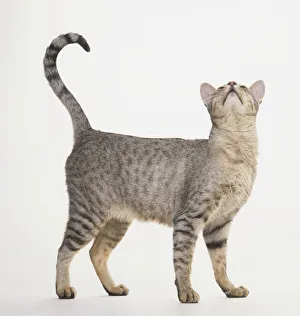 Spotted Egyptian Mau Cat (Felis sylvestris catus), standing Spotted Egyptian Mau Cat (Felis sylvestris catus), standing