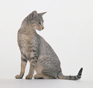Spotted Egyptian Mau cat, seated, looking over shoulder Spotted Egyptian Mau cat, seated, looking over shoulder